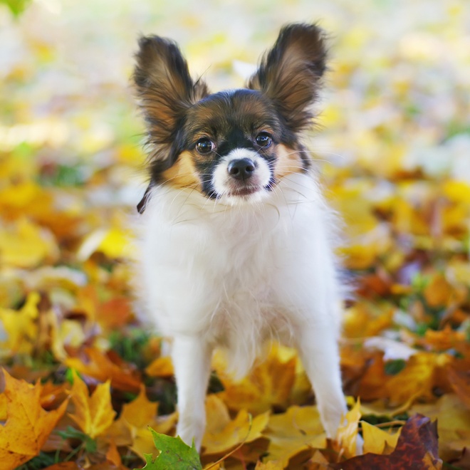 a Papillon Dog on a pile of dead leaves
