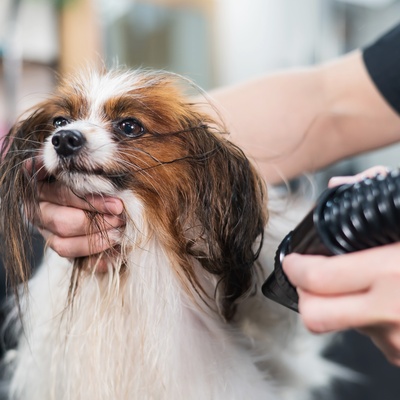 a Papillon Dog at the groomer's, being dried