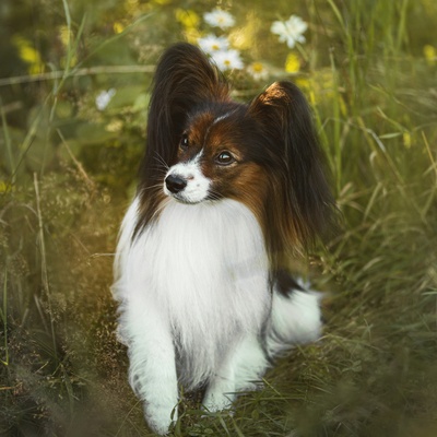 a long-haired Papillon Dog on the grass