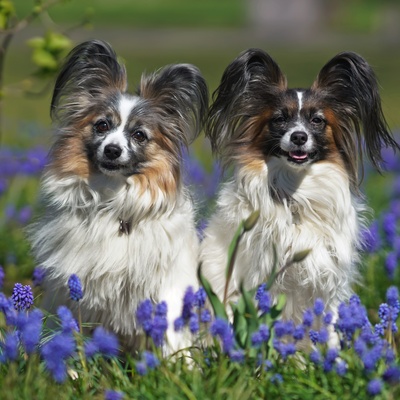 two Papillon Dogs in a lavender field