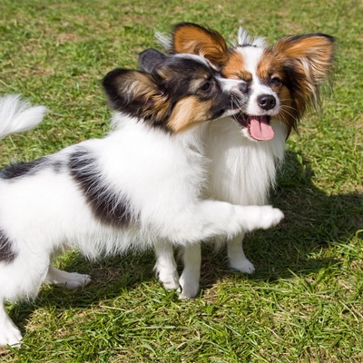 a Papillon Dog licking the cheek of another butterfly spaniel happily