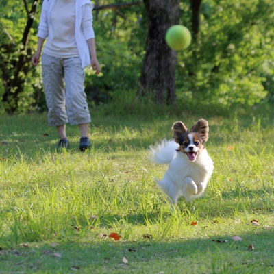 a Papillon Dog running to catch a ball that its owner threw to him