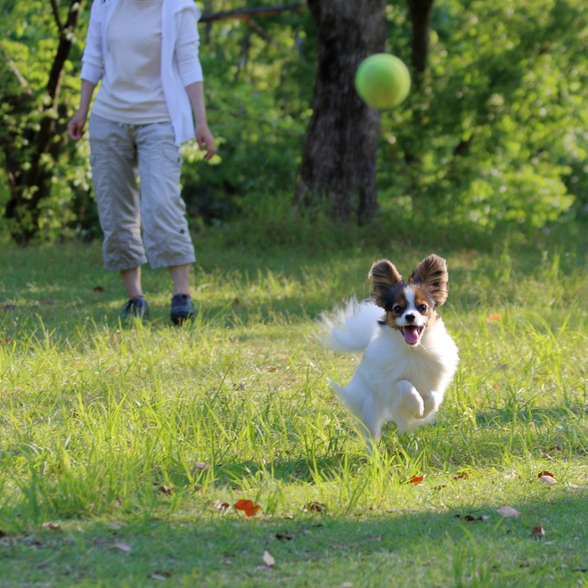 a Papillon Dog running to catch a ball that its owner threw to him