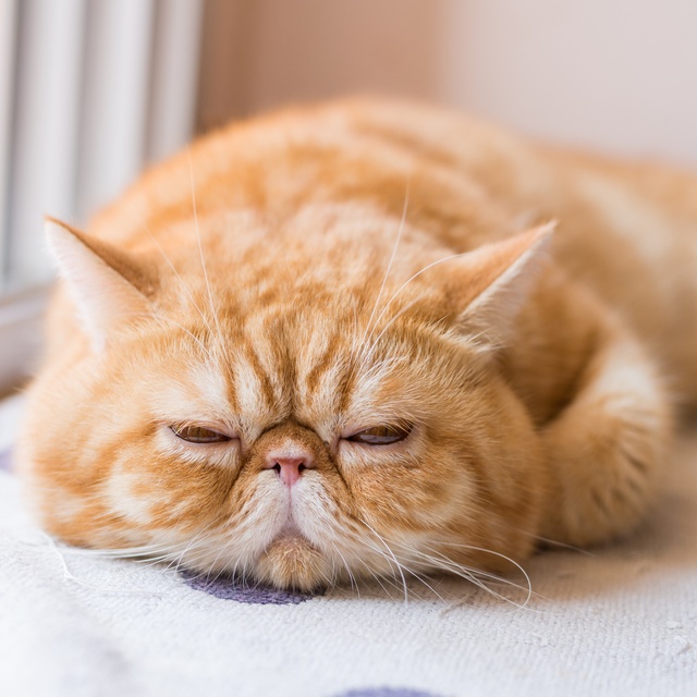 Un exotic shorthair orange qui dort