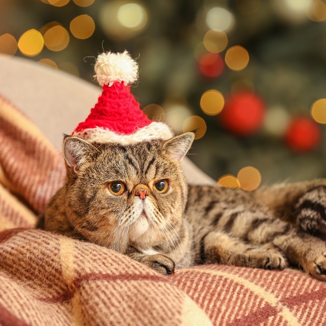 Un exotic shorthair avec un bonnet de noel sur la tête