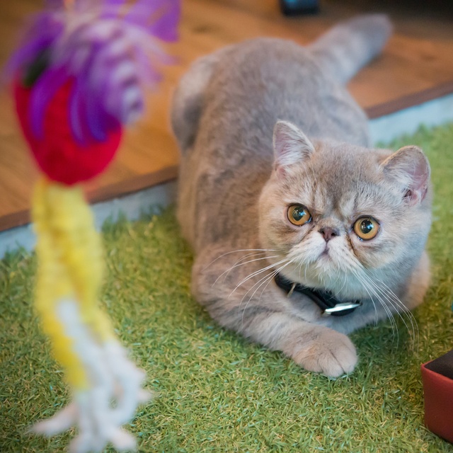 Un exotic shorthair qui joue