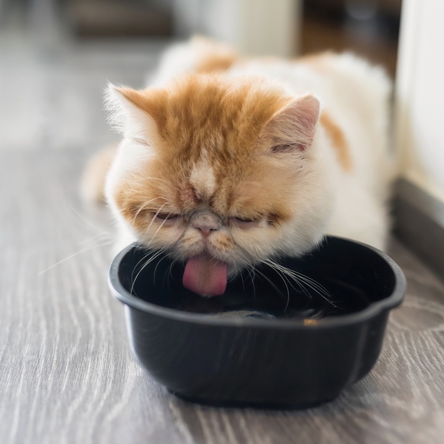 Un exotic shorthair qui boit dans sa gamelle