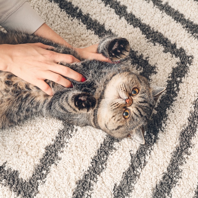 Un exotic shorthair qui se fait câliner par sa propriétaire
