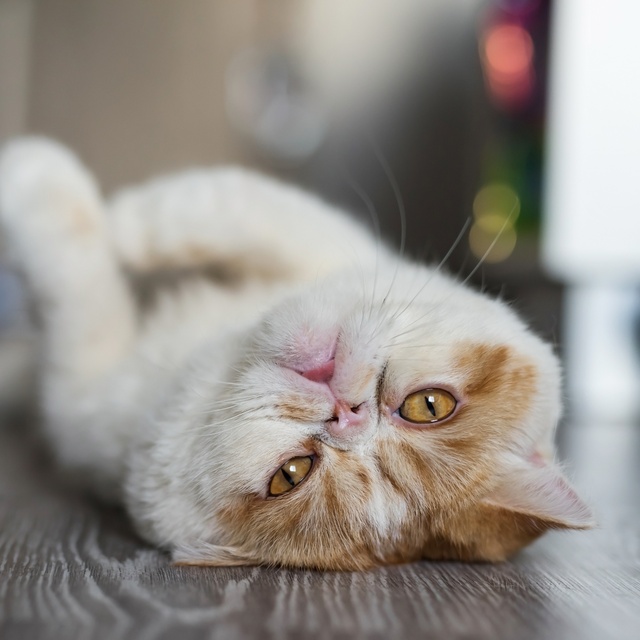 Un exotic shorthair allongé sur le dos