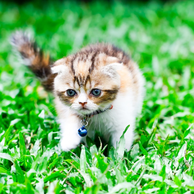 Un chaton exotic shorthair qui marche dans l'herbe