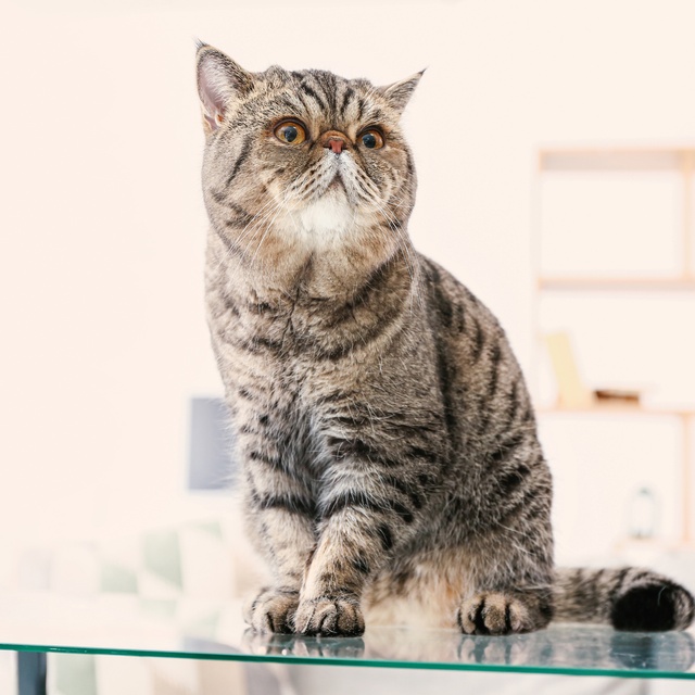 un exotic shorthair assis sur une table en verre