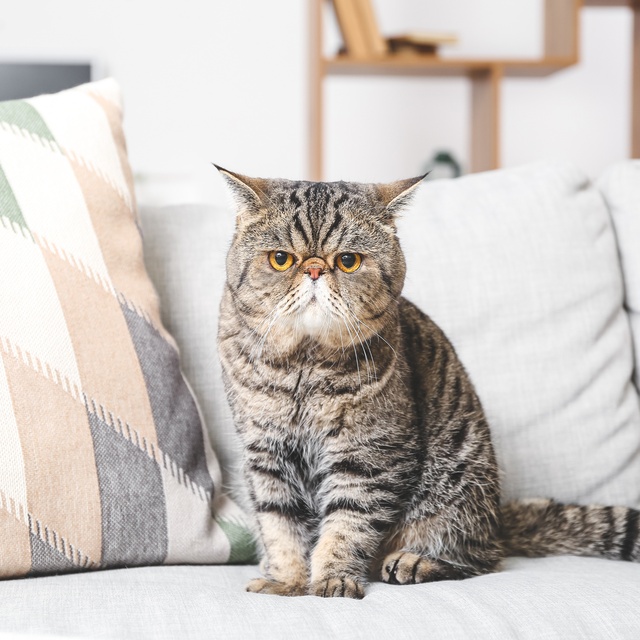 Un exotic shorthair sur un canapé