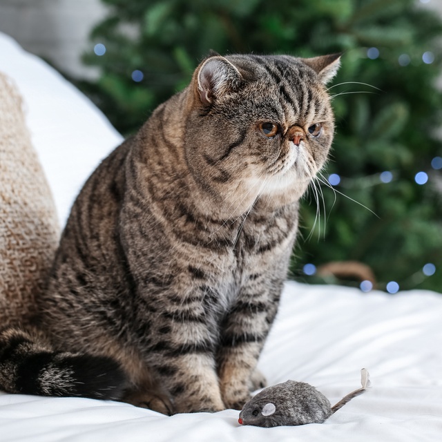 Un exotic shorthair sur un canapé à l'extérieur