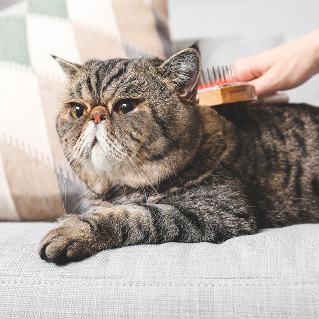 Un exotic shorthair qui se fait brosser