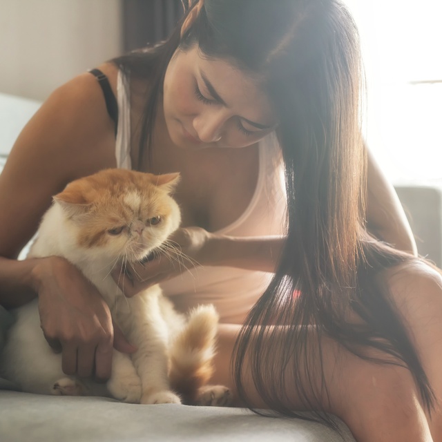 Un petit exotic shorthair qui joue avec sa propriétaire