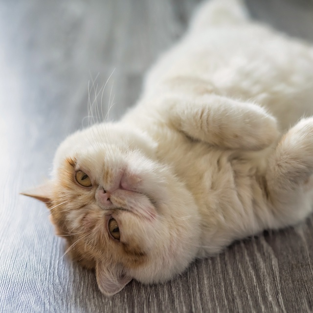 Un exotic shorthair allongé sur le parqet