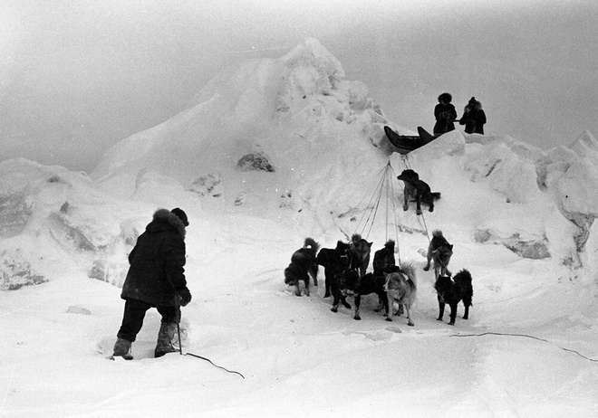 Photo d’un attelage de chien lors de l’expédition vers le pôle Sud en 1911