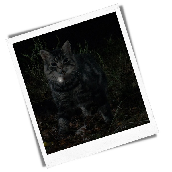 feature flashlight cats weenect xs