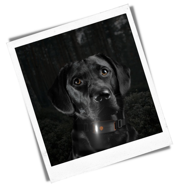 feature-flashlight-dogs-weenect-xt (1)