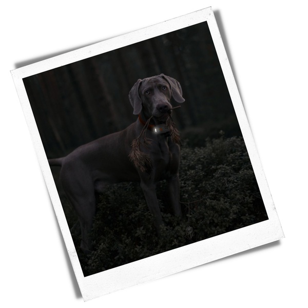 feature flashlight dogs weenect xs