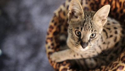 Savannah dans un panier