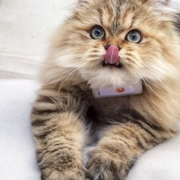 @fifroufamilycats