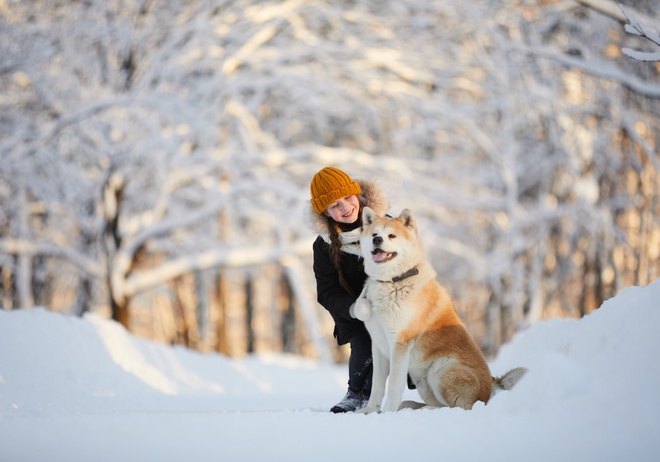 Un Akita Inu dans la neige avec une petite fille