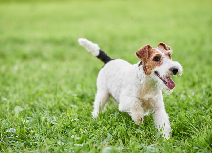a Fox Terrier standing on the grass