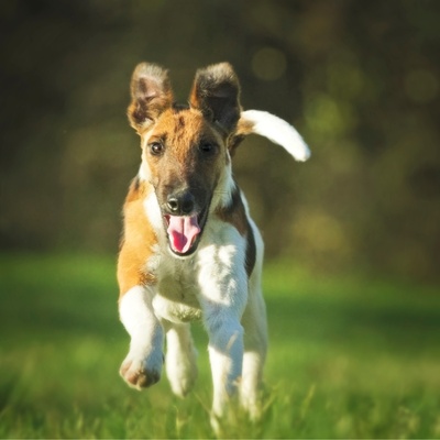 un fox terrier qui court à vive allure