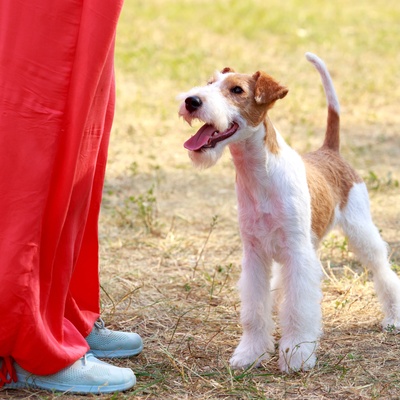 un fox terrier aux pieds de son/sa maitre/maîtresse