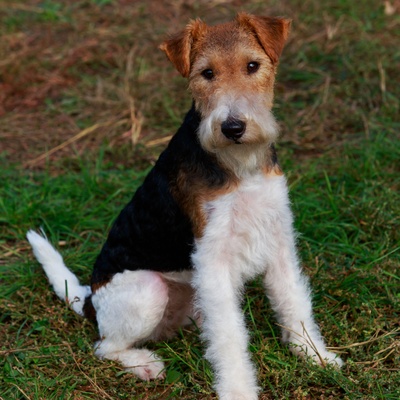 un fox terrier assis dans l'herbe