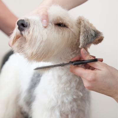 un fox terrier chez le toiletteur