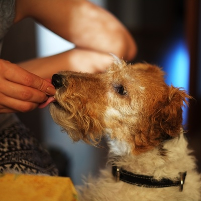 un fox terrier se faisant nourrir par un.e humain.e
