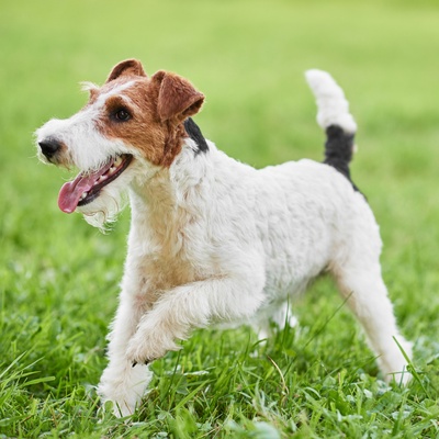 un fox terrier heureux