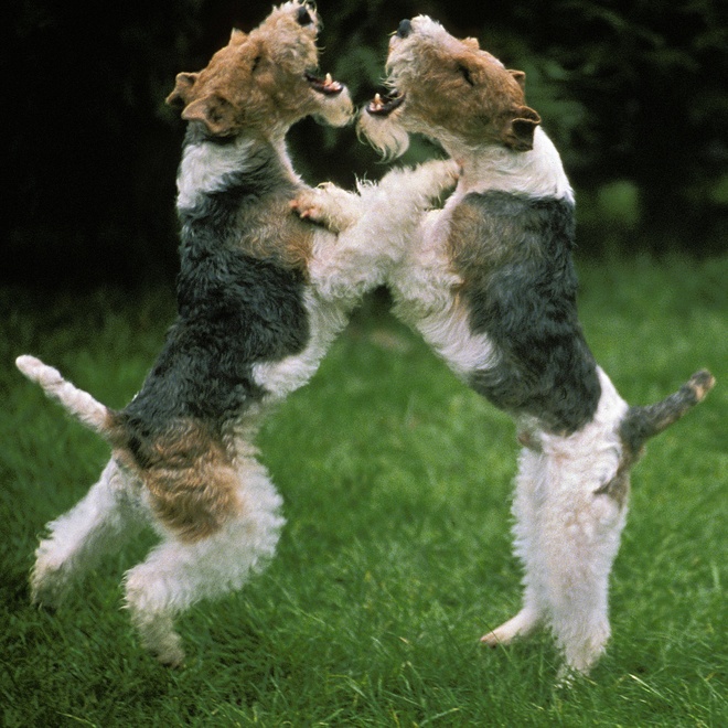 two Fox Terriers playing with each other