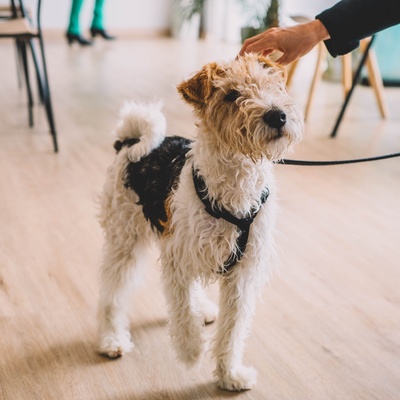 un fox terrier tenu en laisse