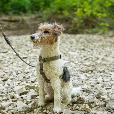 un fox terrier tenu en laisse assis sagement