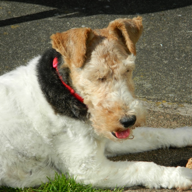 a Fox Terrier sitting on the ground