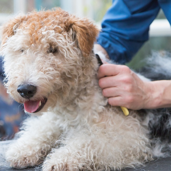 a Fox Terrier having its fur brushed