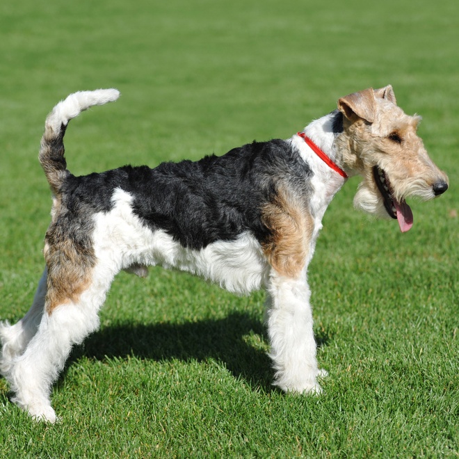 a Fox Terrier standing on the lawn