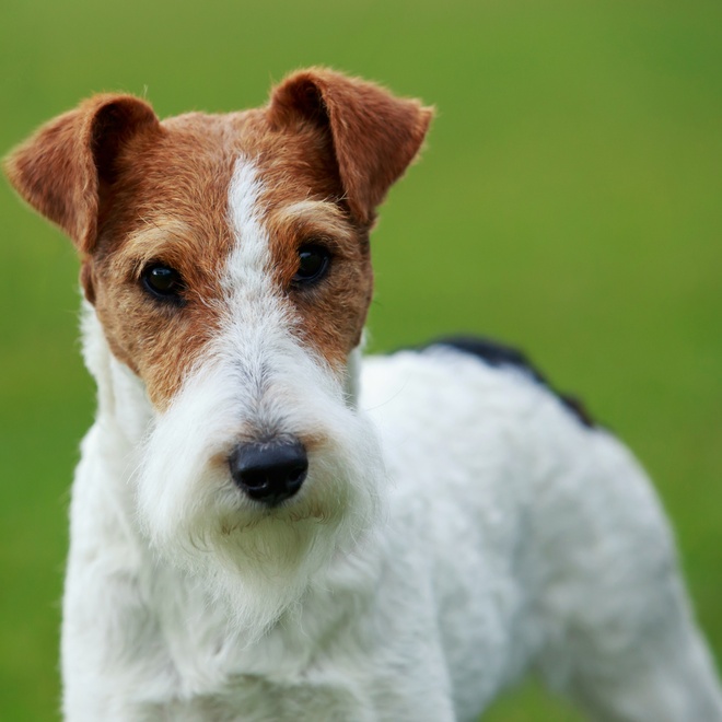 portrait of a Fox Terrier