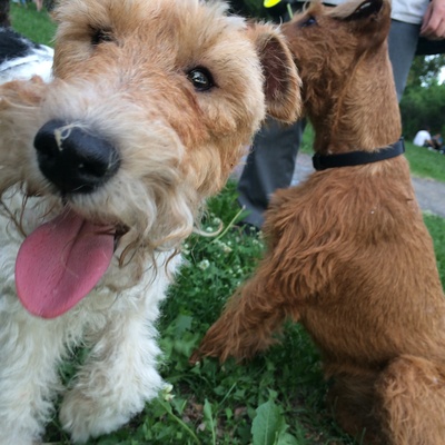 un fox terrier qui tire la langue