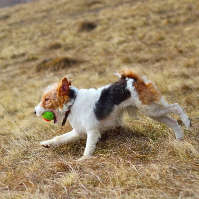 un fox terrier qui court dans l'herbe avec une balle dans la bouche