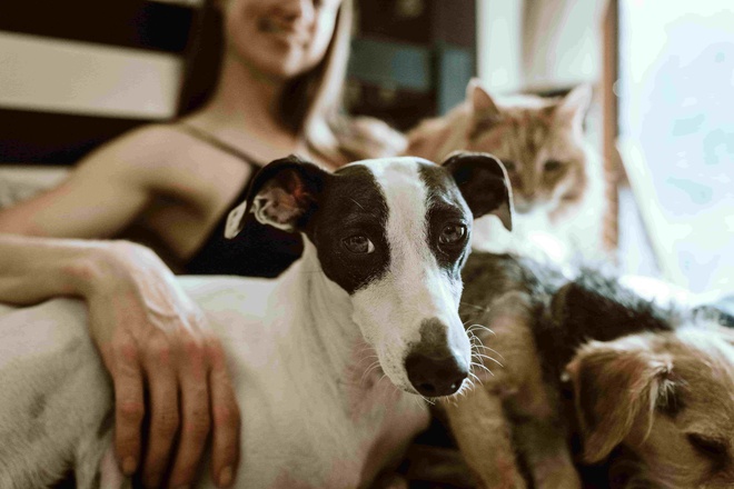 Frau hat vermisste Hunde und Katzen gefunden und sitzt mit Ihnen auf dem Sofa