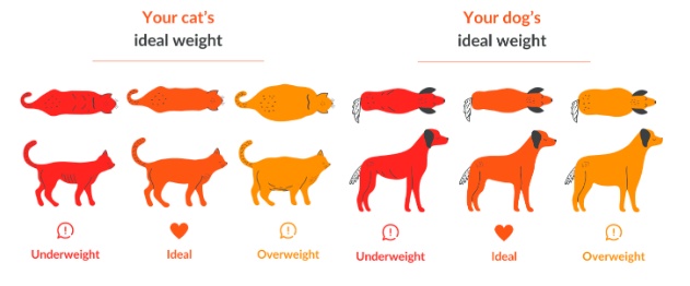 visuel pour identifier le poids idéal d'un chien et d'un chat
