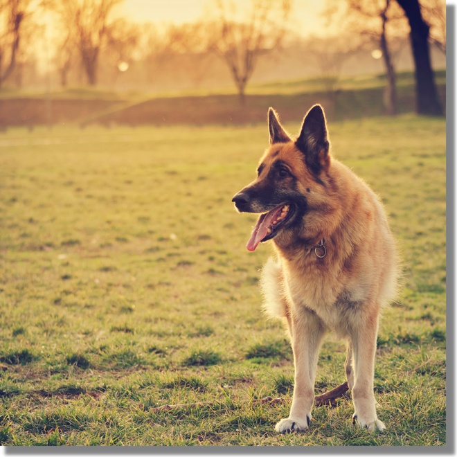 A German Shepherd in a park