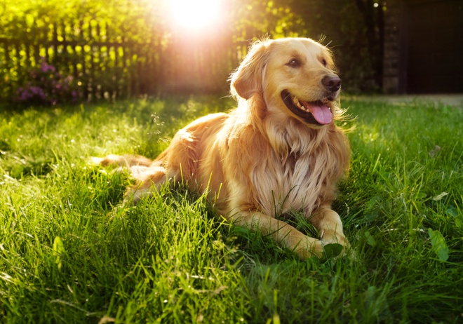 Un Golden Retriever couché dans l'herbe