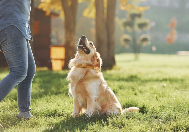 Un Golden retriever assis avec son maître