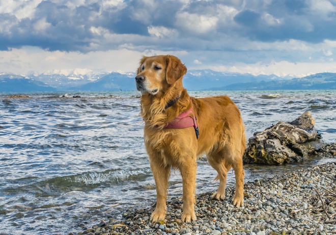 A Golden Retriever on the seaside.