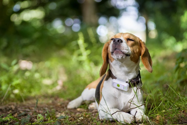 Hund trägt GPS-Tracker von Weenect für Anti-Bell-Training
